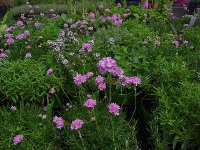 ヴィテルボの花祭り