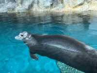 【福岡大分】海洋之卵水族館:海豚、海象表演,特別旅遊體驗