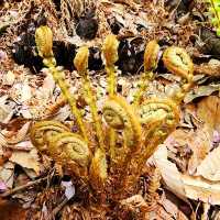 HWADAM BOTANIC GARDEN 관중