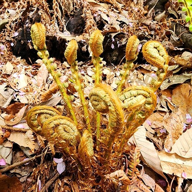 HWADAM BOTANIC GARDEN 관중