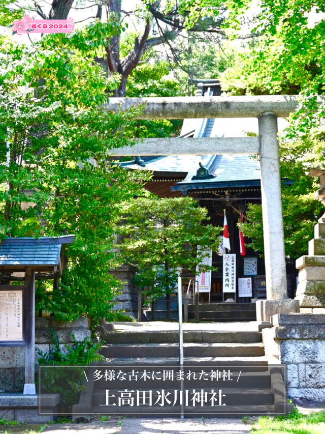 【上高田氷川神社/東京都】多様な古木に囲まれた神社
