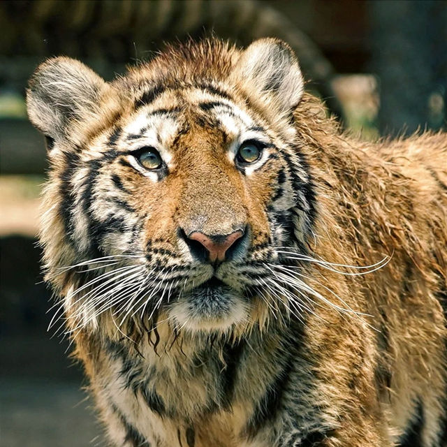 深圳野生動物園：珍稀動物