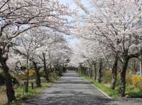 太平山櫻花祭