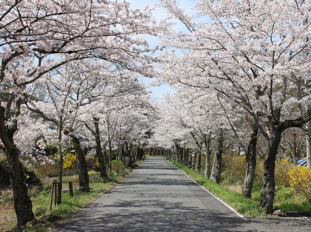 太平山櫻花祭