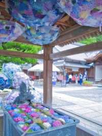 【京都】京都1番人気の紫陽花スポットはココ‼️映えすぎてぴえん🥺