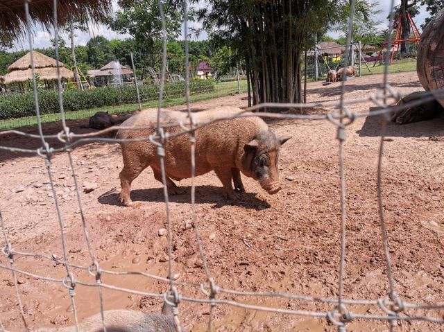 Viva Foresta Farm