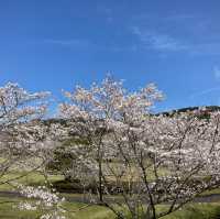 4月の観音池公園は最高の桜スポット