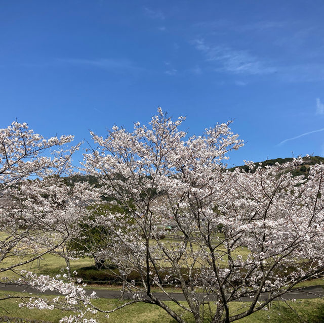 4月の観音池公園は最高の桜スポット