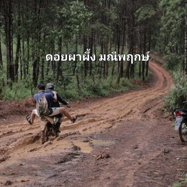 หน้าฝนที่ดอยผาผึ้ง มณีพฤกษ์