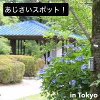 【Tokyo🇯🇵】神代植物公園　あじさいスポット