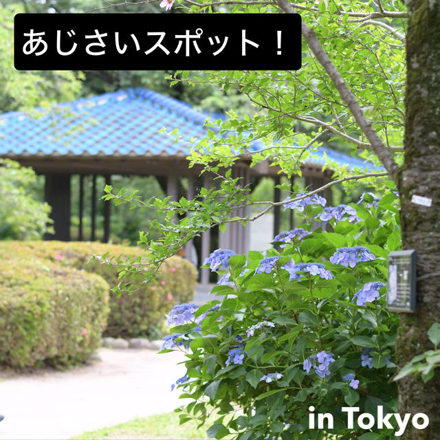 【Tokyo🇯🇵】神代植物公園　あじさいスポット