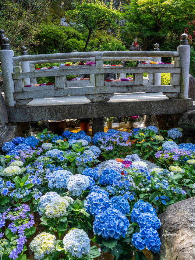 ここ知ってる？いつ行っても紫陽花満開💫 フォトスポットも多数！ぜひ行ってみてねー✨🐶OK👍