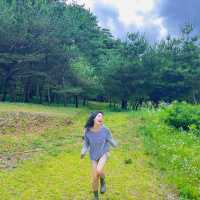 🌳이 우뚝 서있는 영월의 자연보존 랜드마크  
