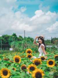 自小好喜歡太陽花🌻太陽花俾人嘅感覺喺好開朗好陽光  太陽花（向日葵）的花語是信念、光輝、高傲、忠誠、愛慕、勇敢地去追求自己想要的幸福、沉默的愛！  好有意思🥰  雖然我未收過太陽花🌻 但我送過俾