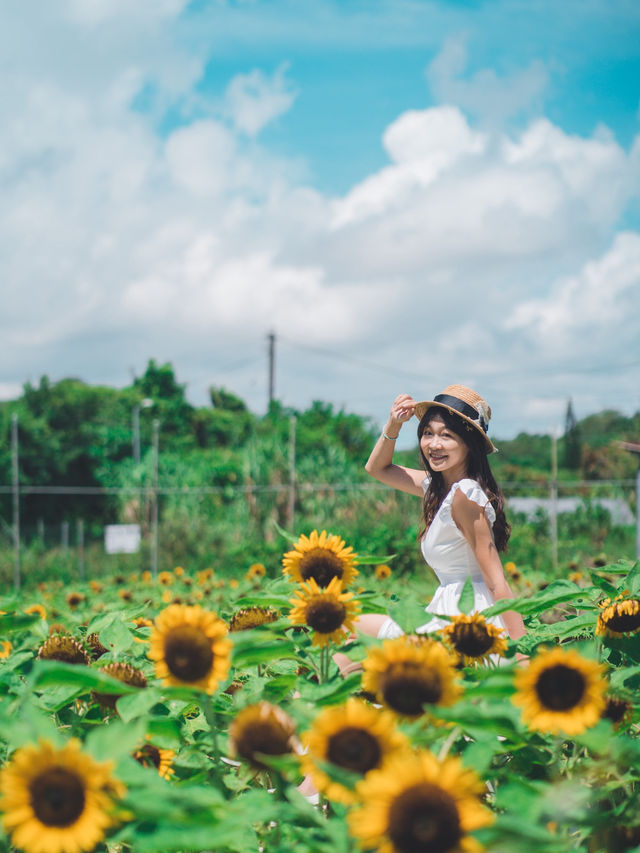 自小好喜歡太陽花🌻太陽花俾人嘅感覺喺好開朗好陽光  太陽花（向日葵）的花語是信念、光輝、高傲、忠誠、愛慕、勇敢地去追求自己想要的幸福、沉默的愛！  好有意思🥰  雖然我未收過太陽花🌻 但我送過俾