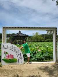 여름꽃 대표주자 연꽃은 여기서 봐요