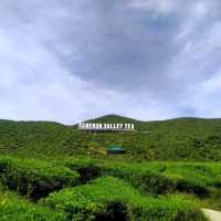Add Cameron Highland to your holiday wishlist ! 