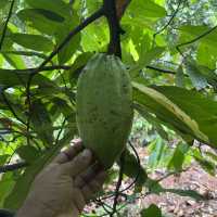 Spice farm exploration in Zanzibar 