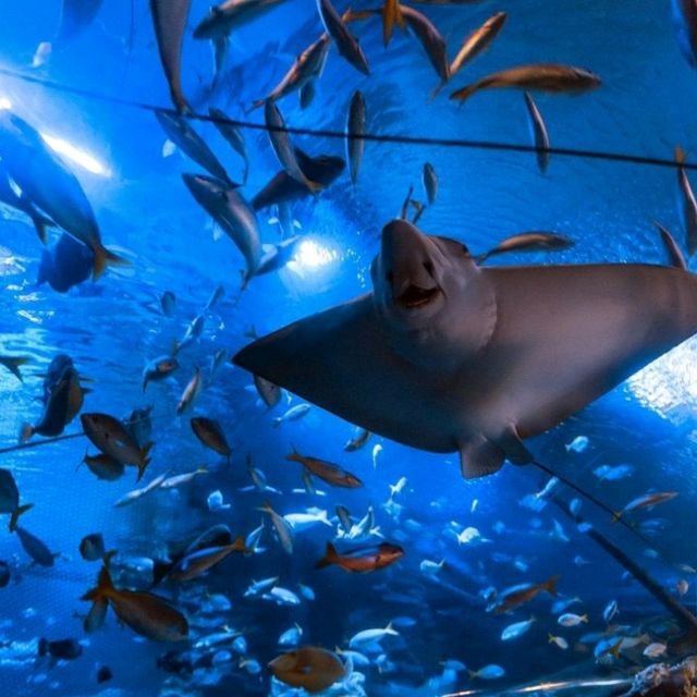 🌊 Dive into the Depths of Aquaria KLCC! 🌊
