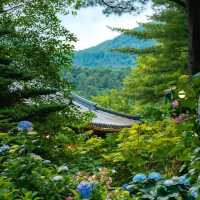 Uncover Seoul's Hidden Beauty 🇰🇷🌿