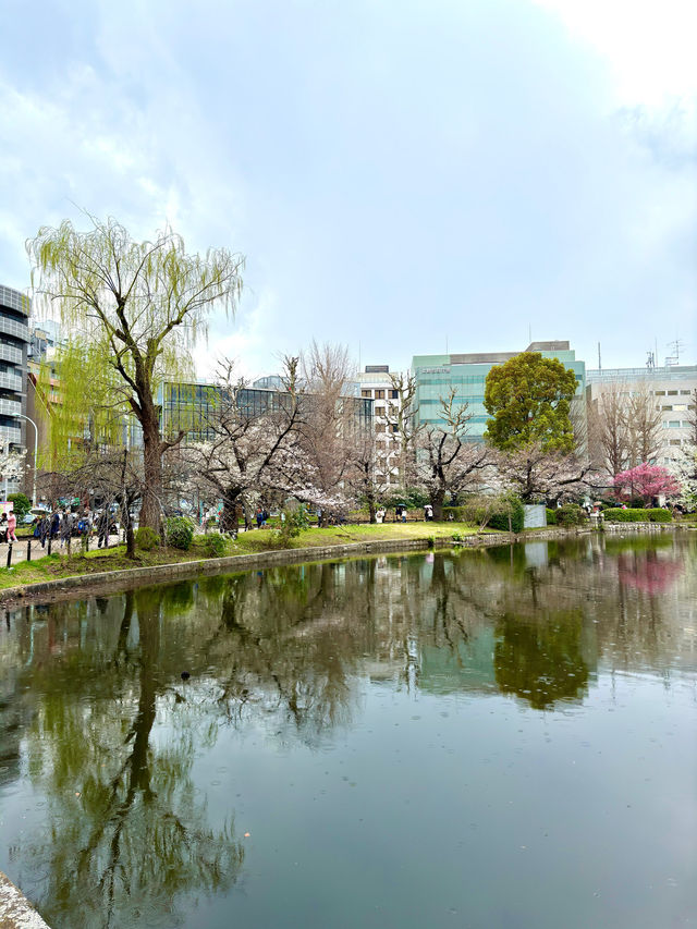 東京　東京観光　絶対外せない観光スポット不忍池に行ってきたぞ！
