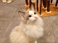 하남 고양이 카페: ☕️냥이툰😸