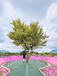 📍富士本栖湖リゾート 富士芝桜まつり