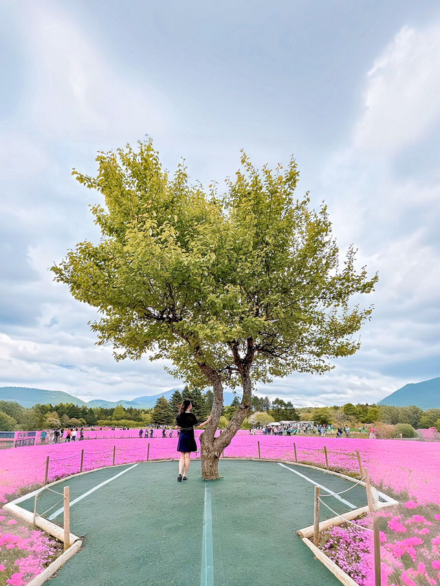 📍富士本栖湖リゾート 富士芝桜まつり