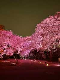 〜東京都〜桜ライトアップ✨桜の新宿御苑