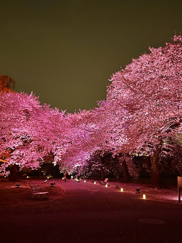 〜東京都〜桜ライトアップ✨桜の新宿御苑