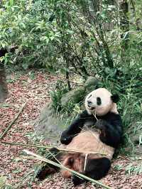 A must in Chengdu!  Chengdu main’s attractions! 🐼 Giant Panda Base 