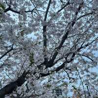 名古屋名城公園：親子賞櫻好去處，適合春天戶外活動
