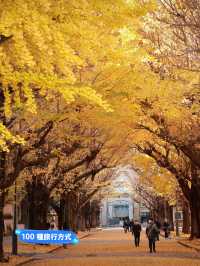 人氣賞銀杏景點📍東京大學