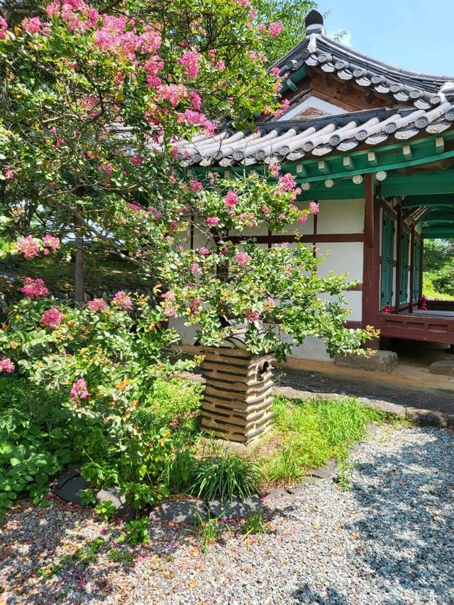 장성 배롱나무는 이제 여기입니다