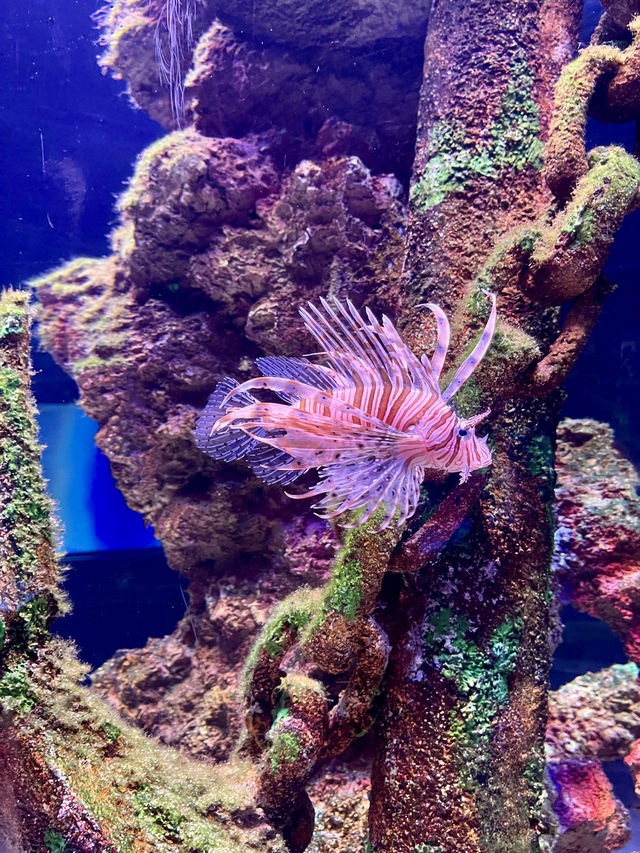 World’s biggest tunnel aquarium 🐠