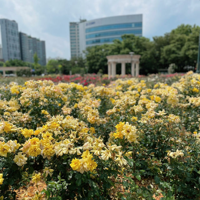 「奧林匹克公園玫瑰園」- 賞花，放鬆，春夏季節適合的完美選擇