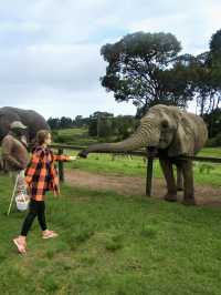 Ethical way to experience elephants 🐘 