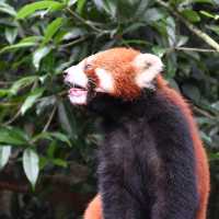 An Enchanting Encounter: Spotting Red Pandas in Panda Valley