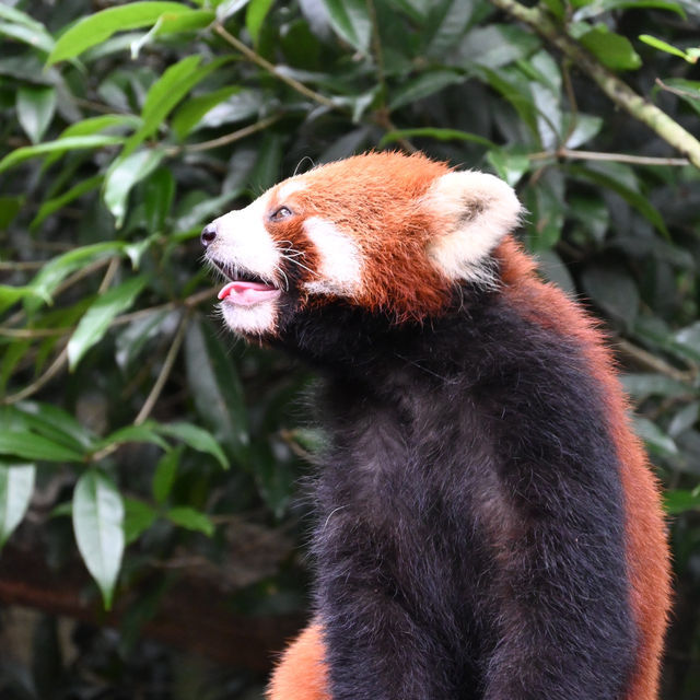 An Enchanting Encounter: Spotting Red Pandas in Panda Valley