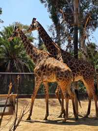 《動物園》【聖地亞哥動物園】超過800種動物，適合親子互動