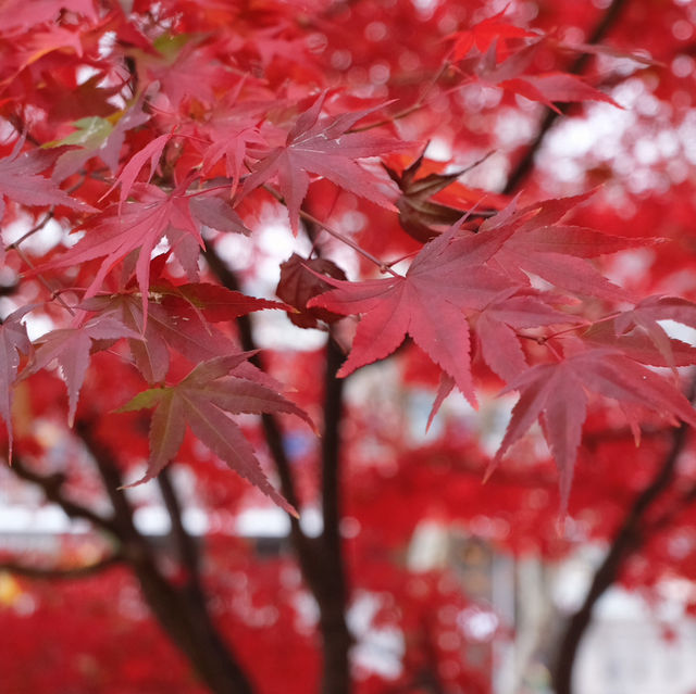 Ewha Womans University | Seoul | Korea