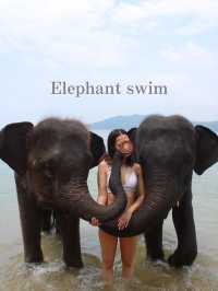 【タイ/プーケット 】ゾウとふれあおう！🐘