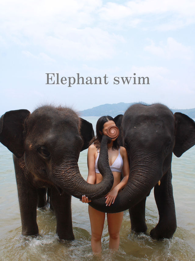 【タイ/プーケット 】ゾウとふれあおう！🐘