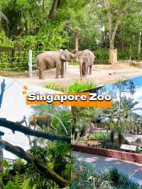 Wild Encounters at Singapore Zoo