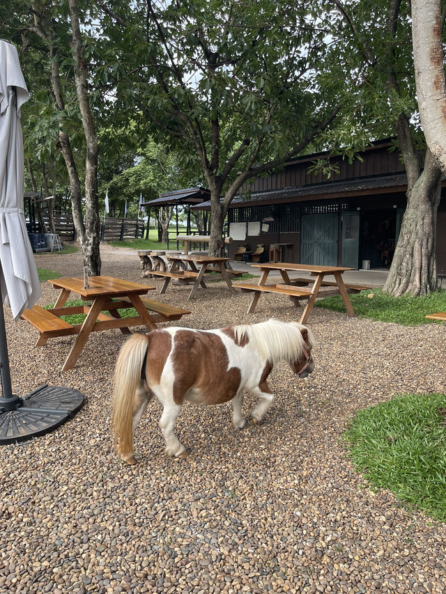 Trot Cafe เขาใหญ่ คาเฟ่ที่กำลังเป็นกระแส🐴