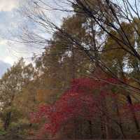 Breathtaking Views and Fall Colours at Jangtaesan Mountain
