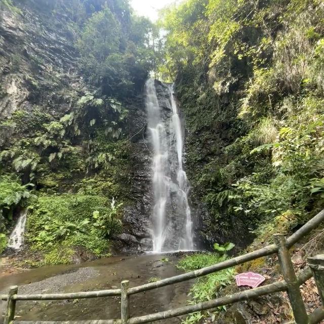 ～陽台山森林公園～自然的奇妙～