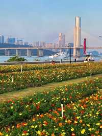 橫琴花海長廊：自然與浪漫的完美結合🌸🌿