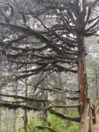 Huanglong Forest is the Paradise 