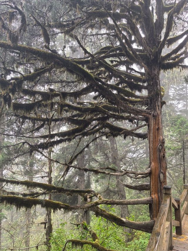 Huanglong Forest is the Paradise 